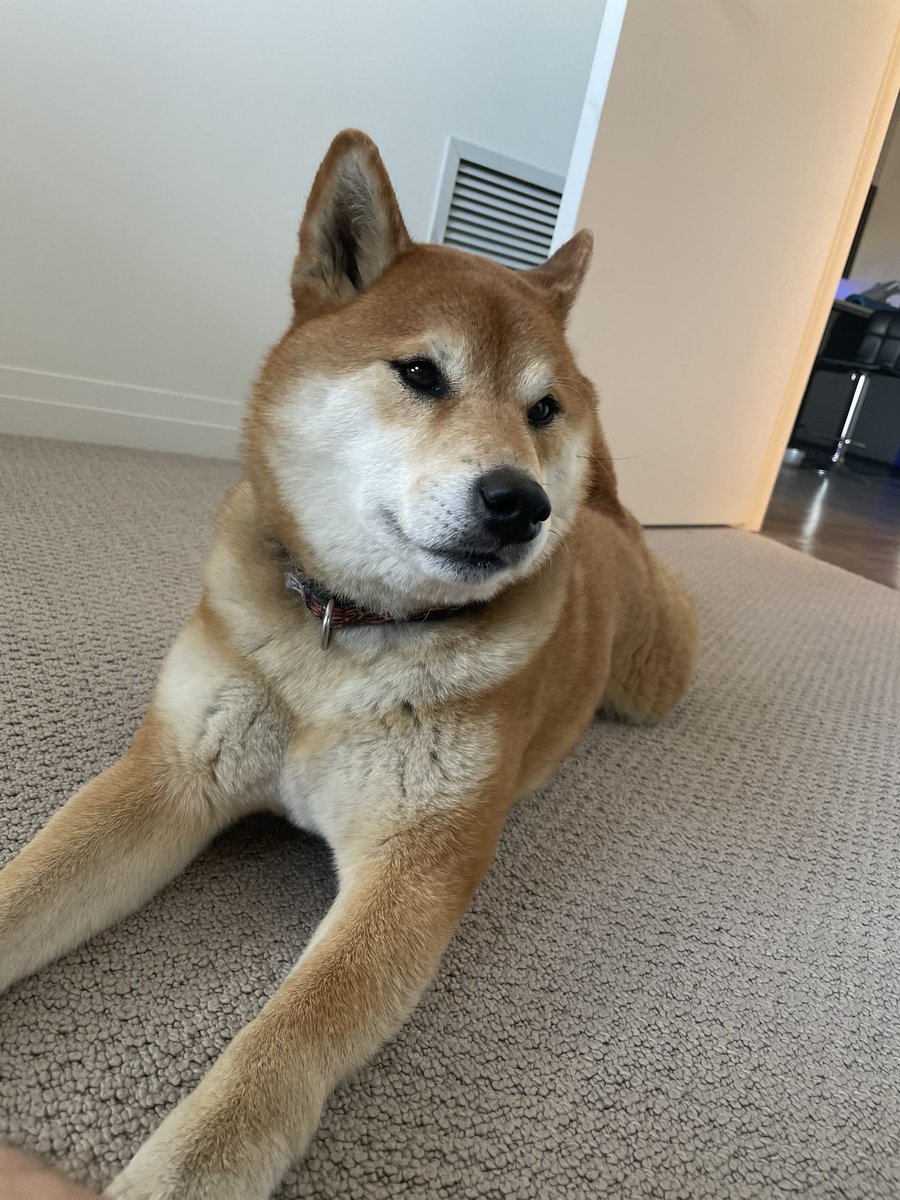 officialhypeset's tweet photo. @elonmusk @hiromichimizuno This is Sora aka doge https://t.co/8EGOoKoHnP
