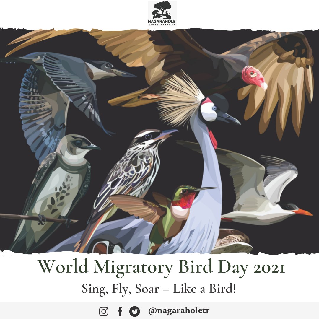 #WorldMigratoryBirdDay
#WMBD2021
Nagarahole is an IBA (Important Bird Area; IN-202) & host to several migratory birds including the Bar headed goose
Theme for 2021:
#SingFlySoar #LikeABird 
@WMBD 
@ntca_india 
@moefcc 
@aranya_kfd 
@mahesh_kar