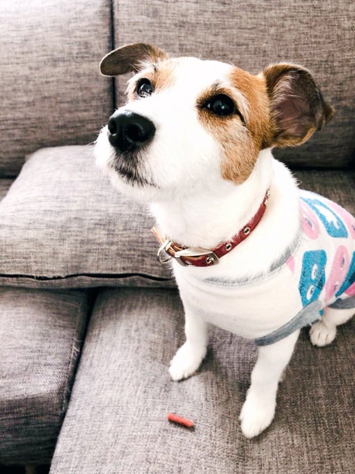 送られてくる近況報告写真が可愛すぎる 