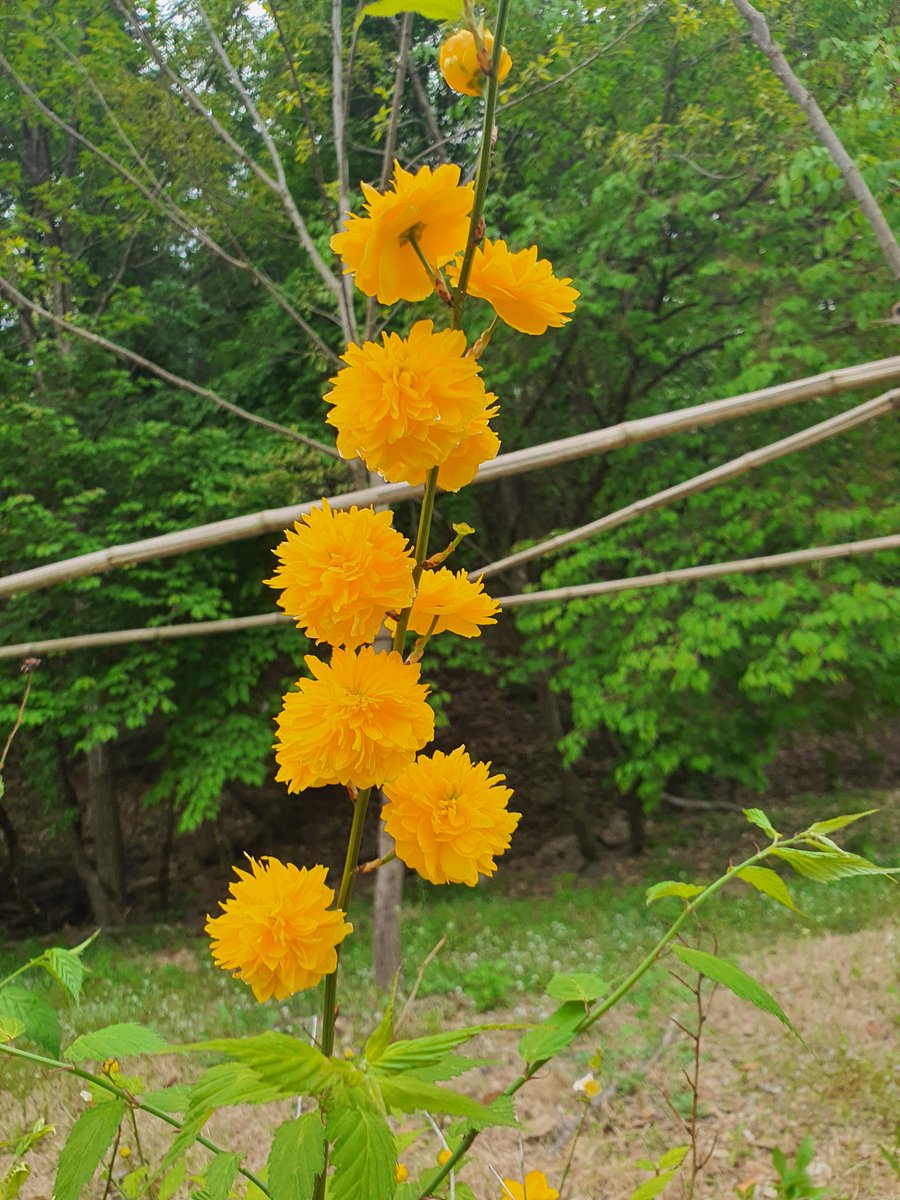 개마고원 화전민 (@ahs2352) on Twitter photo 