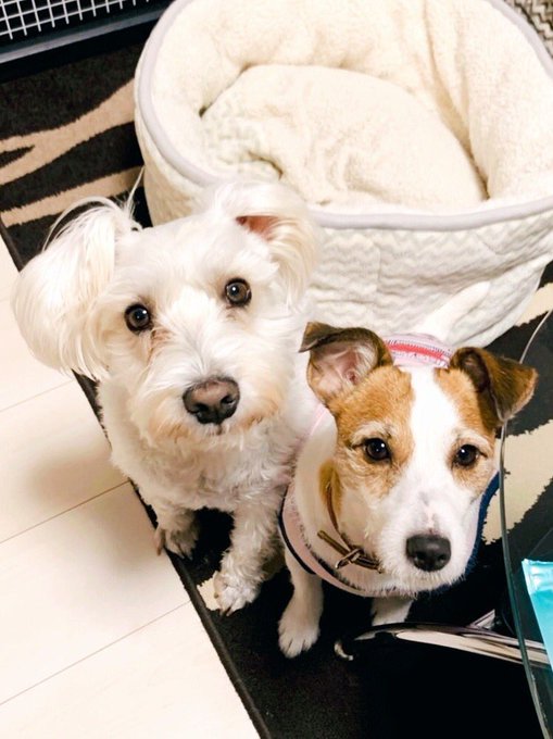 つくづく素敵なヤツらである 