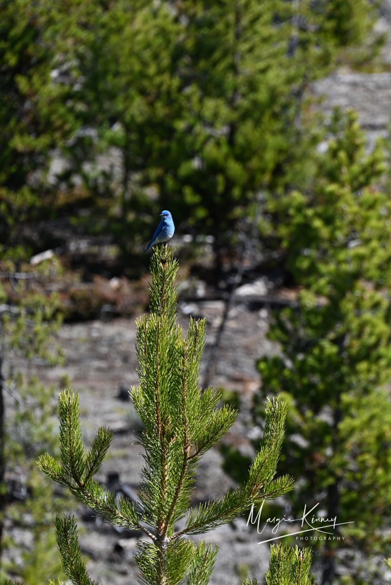 Mountain Bluebird for #WorldMigratoryBirdDay #GlobalBigDay, taken Thursday, on the treetop, resting ~ he's in all 3 photos 🙂🐦😀 #SingFlySoar #WMBD #WMBD2021 Celebrate their songs, flights, and behaviors