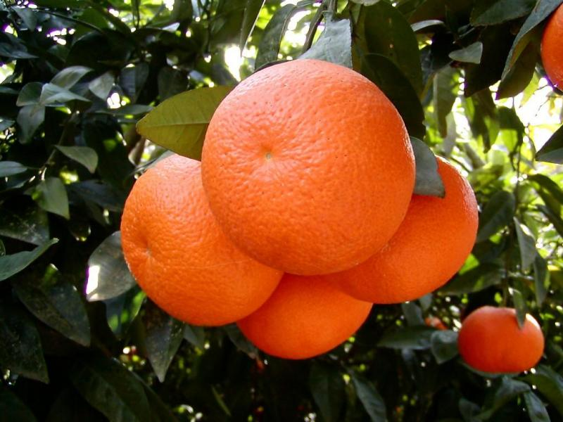 Gwadar_Pro's tweet photo. Exciting news!
#Pakistan's #Kinnow exports increased 30% to reach 460,000 tonnes during 2019-20. Our #kinnows are popular all around the world!
#PakistanEconomy #EmerginPakistan https://t.co/EZkRacnxBT