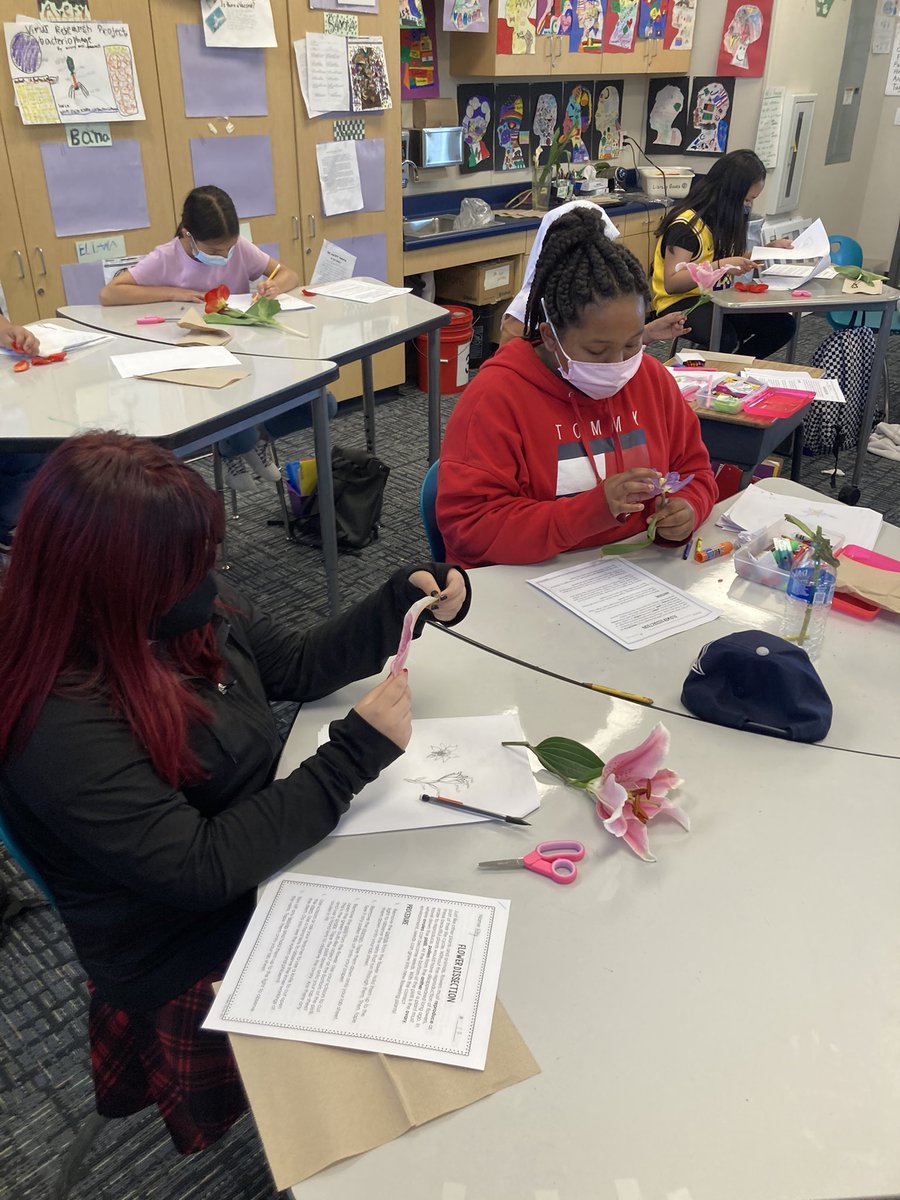 Flower dissections help us identify the plant parts we have been studying. <a href="/ChristineSphar/">Christine Sphar</a> <a href="/CajonValleyUSD/">CajonValleyUSD</a>