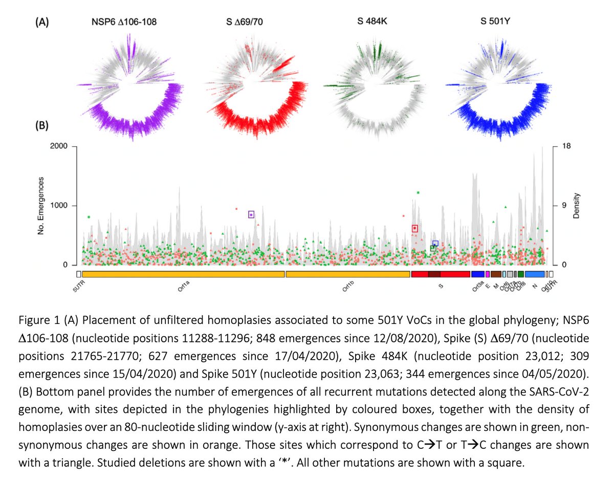 We focus on mutations / deletions that arose repeatedly as those are likely to increased viral transmission. Some arose independently hundreds of times. Below (panel A), four muts/dels associated with 'Variants of Concern' (VoCs). B.1.1.7 clade shown 3-8 o'clock in the trees.2/