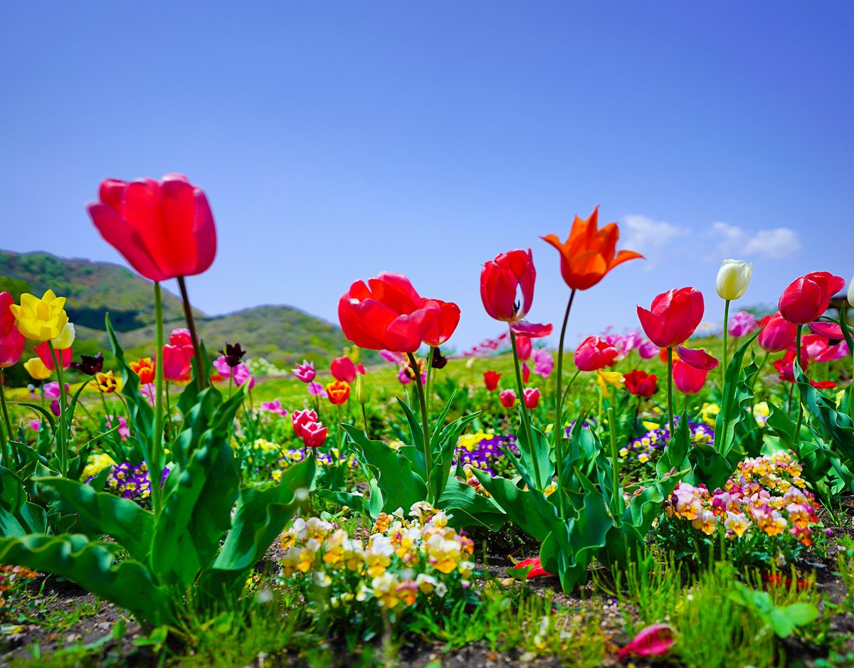 Kikuttiii's tweet photo. 「floworld」

虫の目線だとこんなふうに見えるんだ☺️🌷

#写真 #写真で伝えたい私の世界 #やくらいガーデン #宮城県 #floworld https://t.co/NKF8VlGS6u