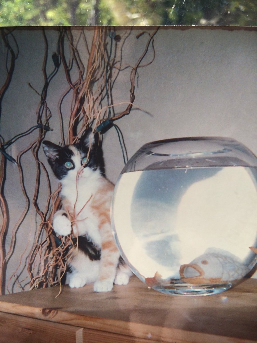 Elizabe29713381's tweet photo. Good morning today I am on a special mission I’m going fishing this is me in my younger years I’m setting off to see my friend Alyson in Jersey my sister is sailing  the boat I’ve heard they’ve got excellent fish there here’s one I caught 17 years ago 🐳 happy #caturday xxx https://t.co/x501RkFM7n