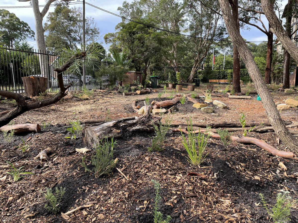 Another amazing working bee! Almost 400 native plants went in the ground today in our Biodiversity Education Garden thanks to our incredible team of parents and students. #LoveWhereYouLearn
