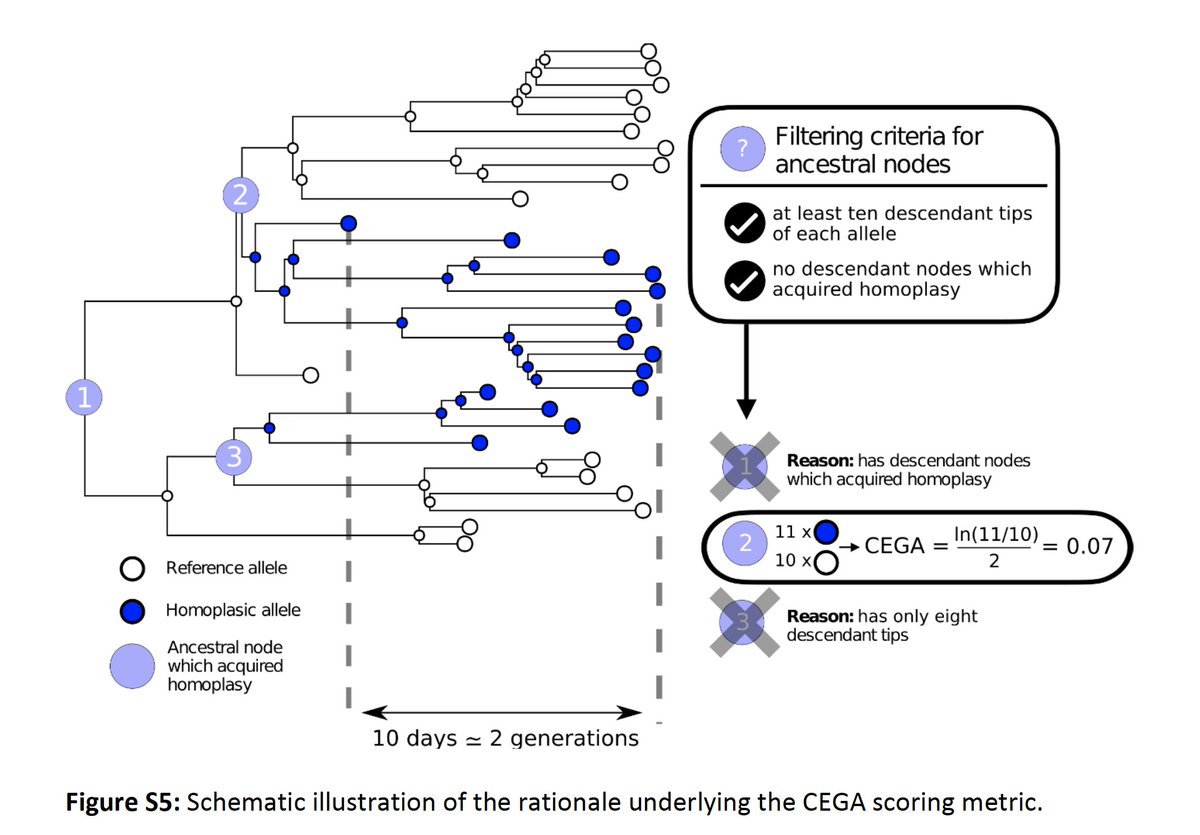 Each time a recurrent mutation appears in the  #SARSCoV2 tree, we count the descendants from that node with and without the mutation and calculate the ratio of offspring of either type. We then normalise those ratios over viral generation times and average over replicates.3/