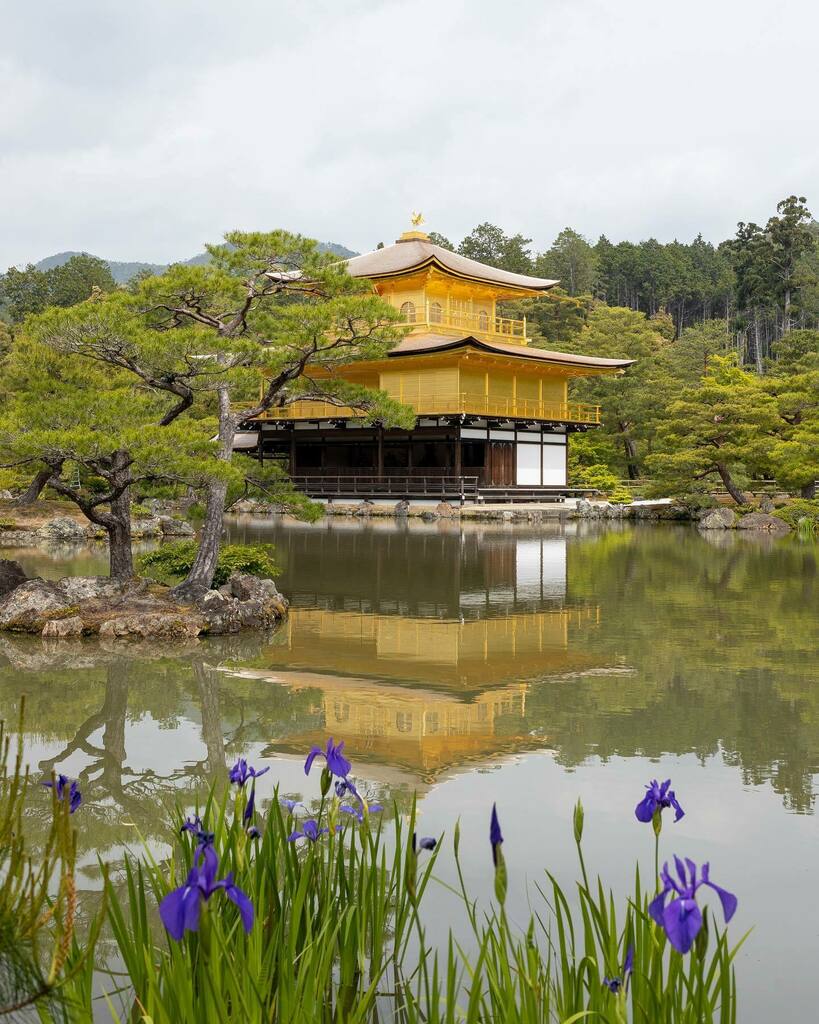 Helvetica 鹿苑寺杜若図 鹿苑寺 金閣寺 杜若 京都 T Co Kldou0xnjg Helvetica 鹿苑寺杜若図 鹿苑寺 金閣寺 杜若 京都 T Co Kldou0xnjg