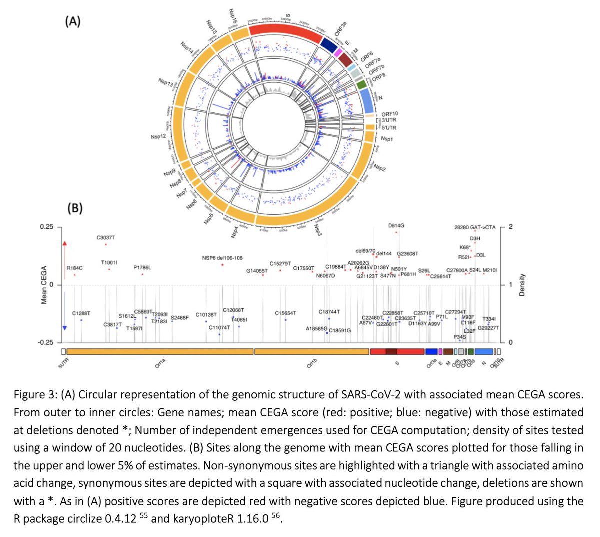 We find mutations and deletions positively associated to transmissibility throughout the  #SARSCoV2 genome. Besides strong hits in the S protein, we get positive associations in NSP3, NSP6, Orf8, the nucleocapsid gene (N), and elsewhere in the genome ...5/