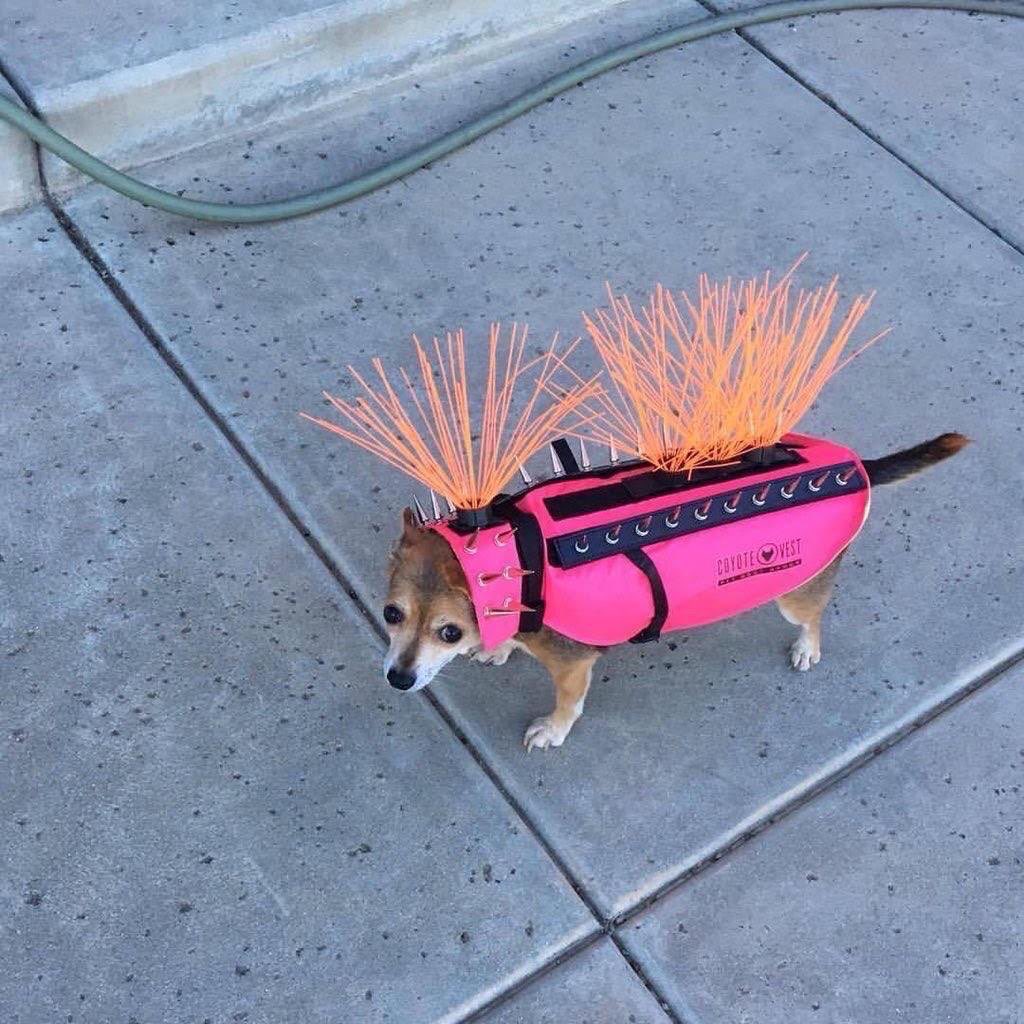 RT @cloutgobIin: Anti hawk spikes for chihuahuas look so funny https://t.co/kxPhw9mjdT