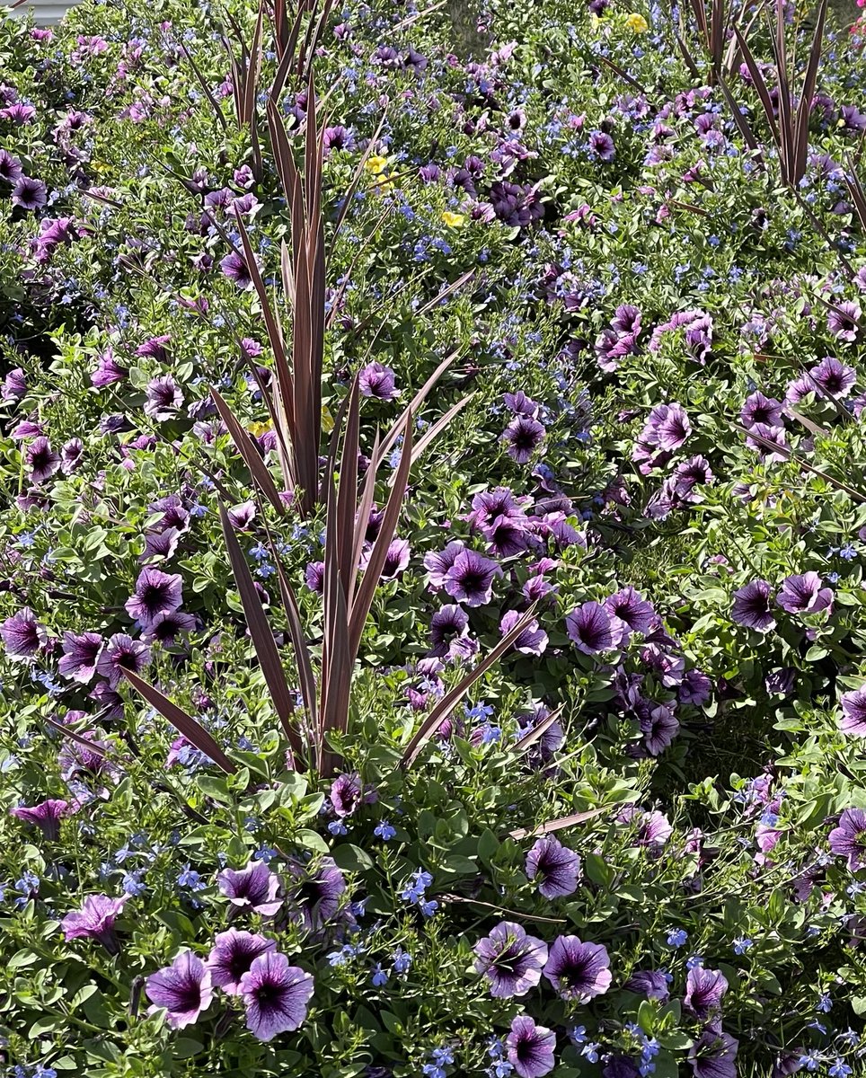HybridCallsCEO's tweet photo. Happy Flower-Filled #Mother’sDay Weekend!!
Just like these flowers come in all beautiful different colors & shapes - so do our #Moms that we love, adore & #protect.
#HybridCalls enable regular📱calls with #captions so Mom can always “hear & understand you” & a #TextToTalk tool. https://t.co/pRDfzSdmze