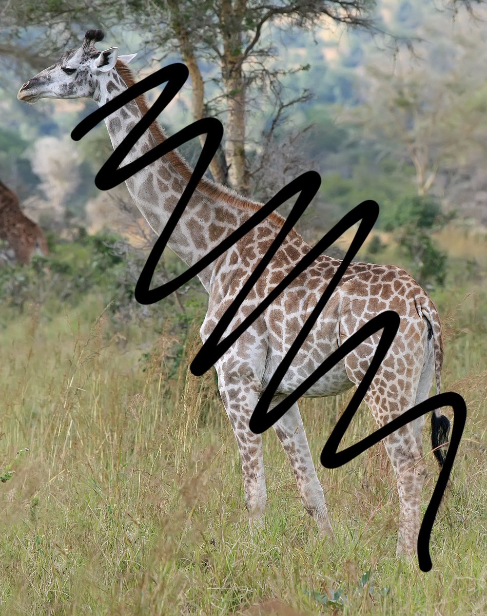 Jprz1321's tweet photo. If anyone can guess the animal I'll drink today https://t.co/UtLBltKIpV