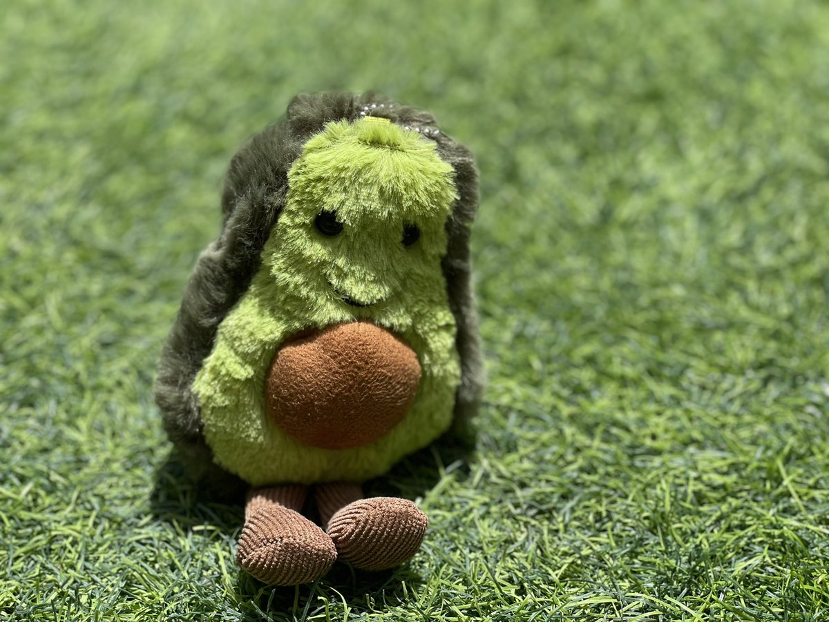 FluffPuffME's tweet photo. Hi, I’m AVO ! Getting myself some tan before its too hot ☀️🥑 #avotan #avocado #PLUSHTOY #cutenessoverload https://t.co/D9WUZWC8Ru