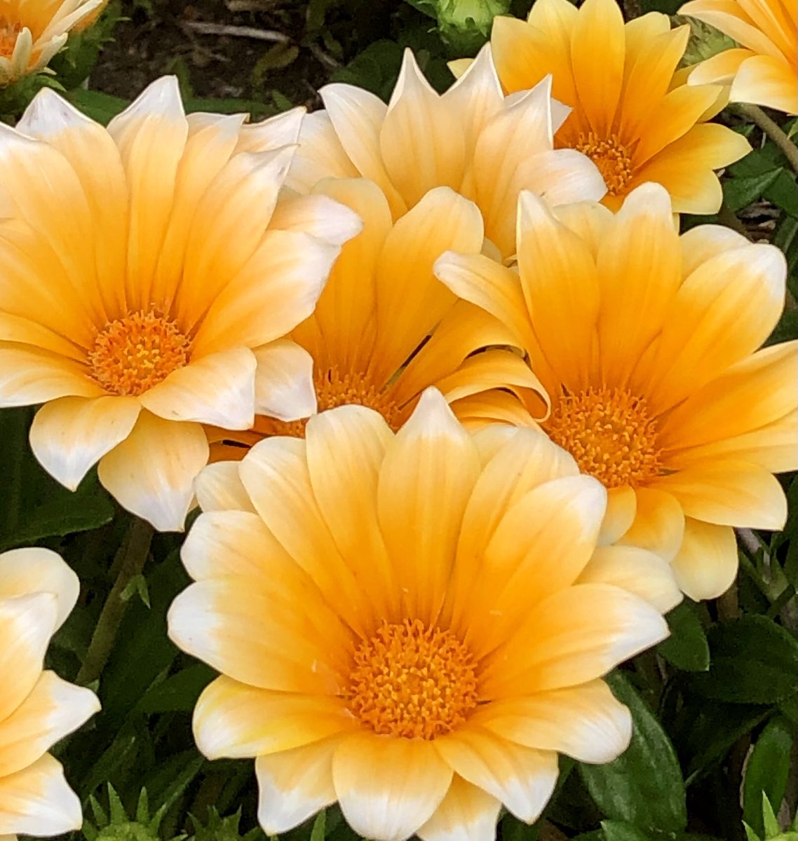 Chimu チム ʙᴇ 貴方を誇りに思う 花言葉 明日も良き一日に なりますように Tlを花でいっぱいにしよう ガザニア 母の日メッセージ