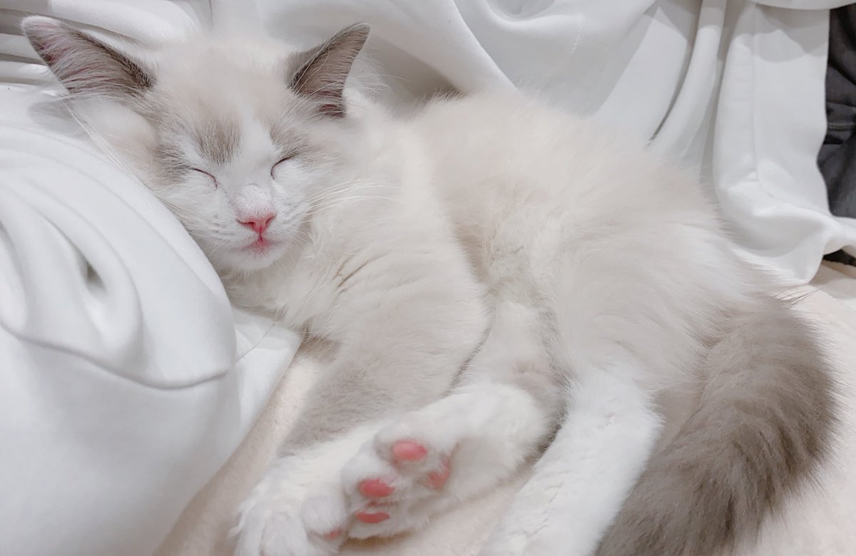 cococonut0127's tweet photo. ラグドールのココくんTwitter始めます🍥

#猫
#ラグドール
#猫のいる暮らし
#初めてのツイート
#もふもふチャレンジ https://t.co/FRAGl8vAHy