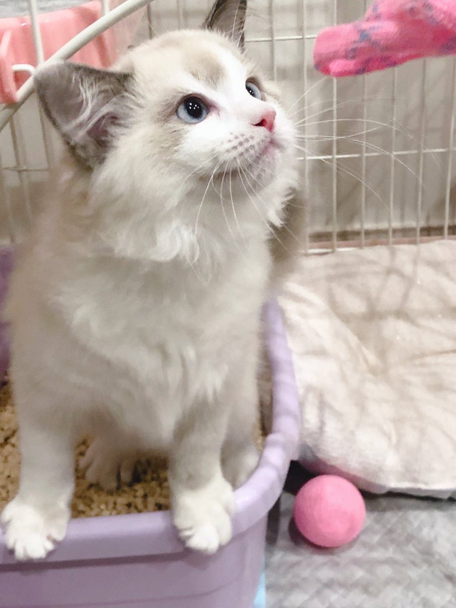 cococonut0127's tweet photo. ラグドールのココくんTwitter始めます🍥

#猫
#ラグドール
#猫のいる暮らし
#初めてのツイート
#もふもふチャレンジ https://t.co/FRAGl8vAHy