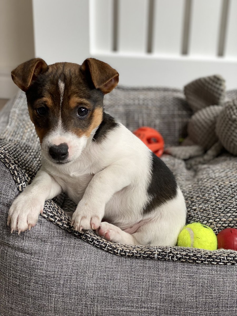 culbertp's tweet image. New Boss of the house #Oscar #JackRussell