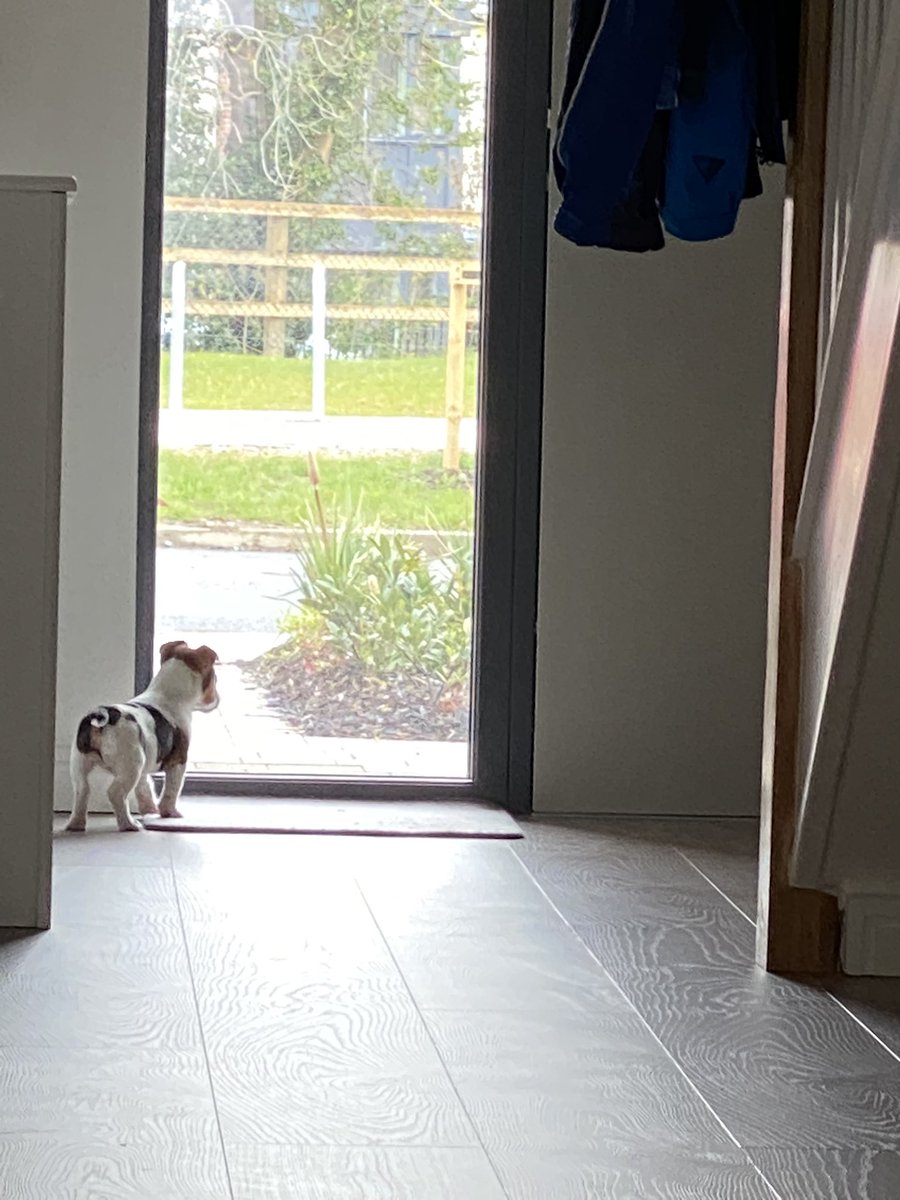 culbertp's tweet image. New Boss of the house #Oscar #JackRussell