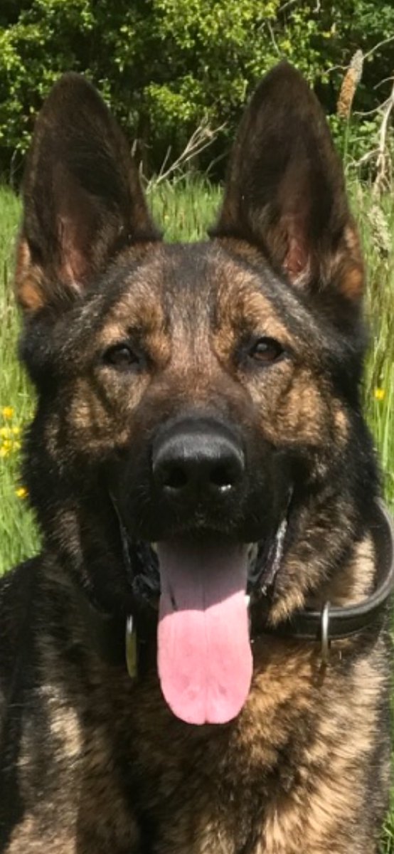 LancsPolDogUnit's tweet photo. He may be the ‘pensioner’ of the department but that didn’t stop PD Kato when he was called into action following a decamp. Tracking to a paddock of 🐎 we decided we’d go the long way round, picked up the track again, straight to the hiding place of our runner #OldButNotOut https://t.co/eJqq2LQqoX