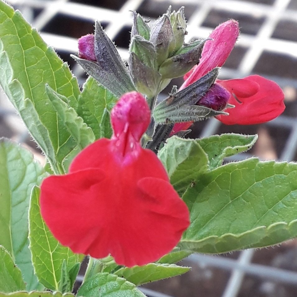 We have potted non-stop this week! Salvias, Pelargoniums, grasses, ferns, plus masses more! With the welcome rain and rising temperatures, this is perfect planting weather. We are open Tuesday to Saturday 10 til 5pm! Find us in Street End Lane, Broad Oak Heathfield