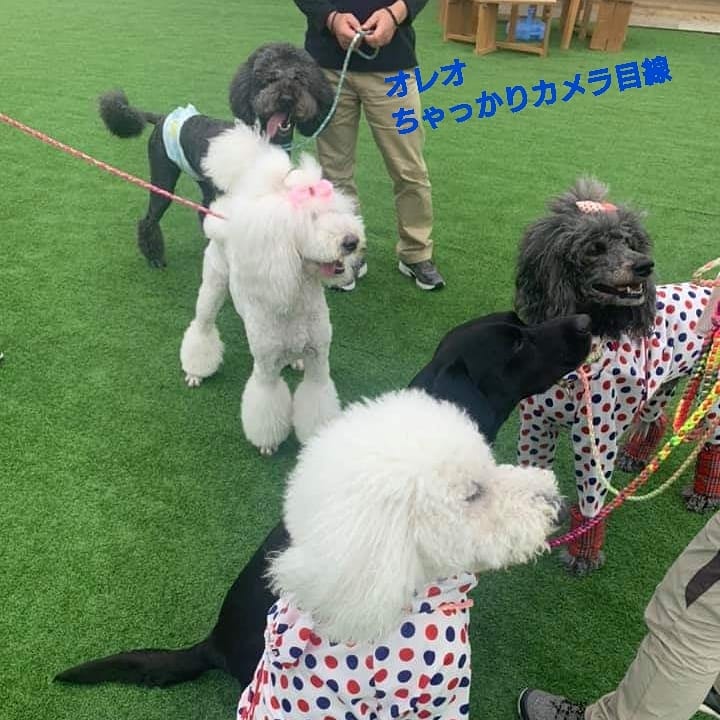 フランソワ王国