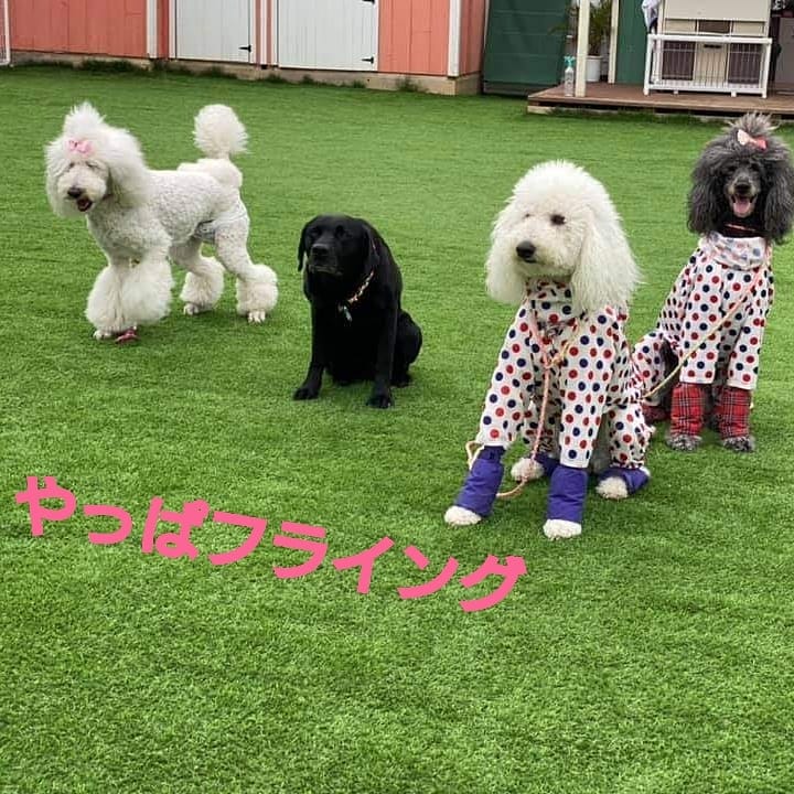 フランソワ王国