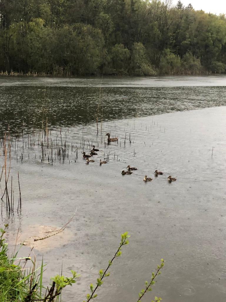 GerardGildernew's tweet photo. A day for the ducks ☔️ but all in aid of a good cause @PietaHouse #DIL2021 https://t.co/woIBHeWkIH