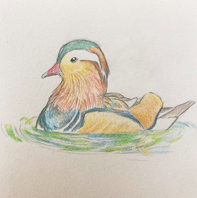 おしどりのtwitterイラスト検索結果 おしどりのtwitterイラスト検索結果