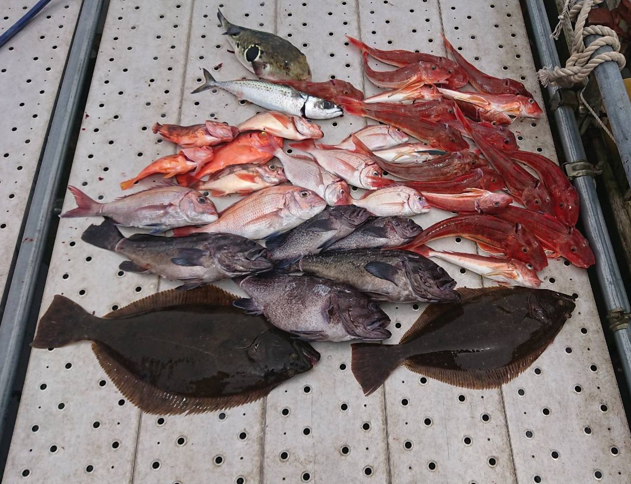 Sonzan Maru 21 5 8 本日の釣果 ヒラメ タイ ソイ メバル ホウボウ カナガシラ トラフグ T Co 4jh4chs7rk 釣果情報 釣果 そんざん丸 大洗 T Co Qswptdwojh Twitter
