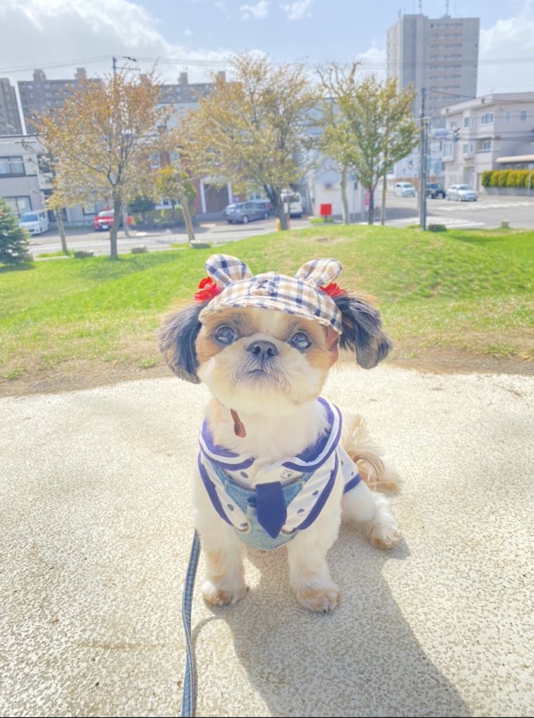 maychico0806's tweet photo. 今日も暑かったけれど沢山歩いたよ🐾
チューリップさん🌷＆めいちゃん🐶 https://t.co/NrZurU8DHU