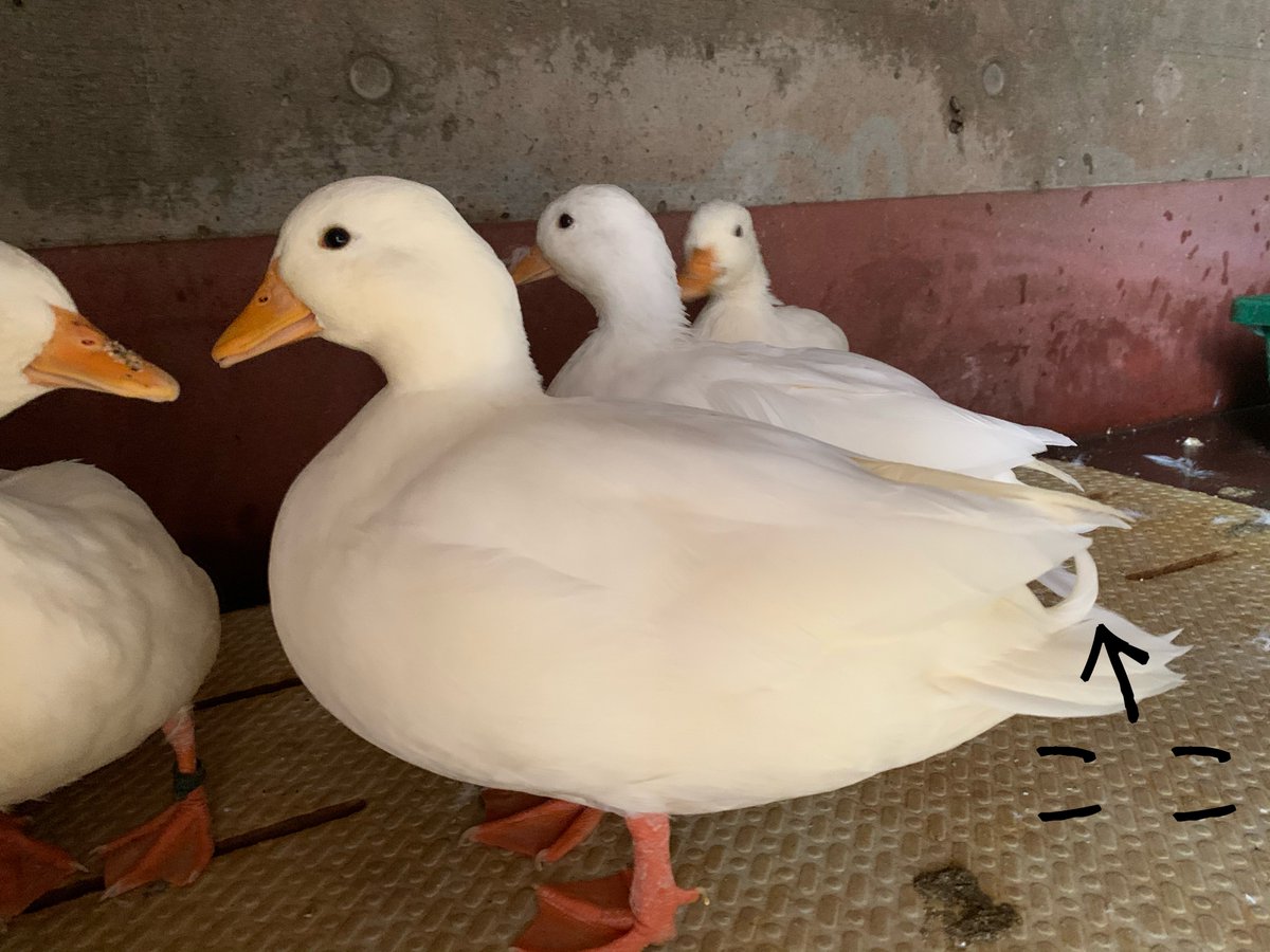 正解は3枚目の写真がオスでした！ コールダックの雄雌の判別方法は