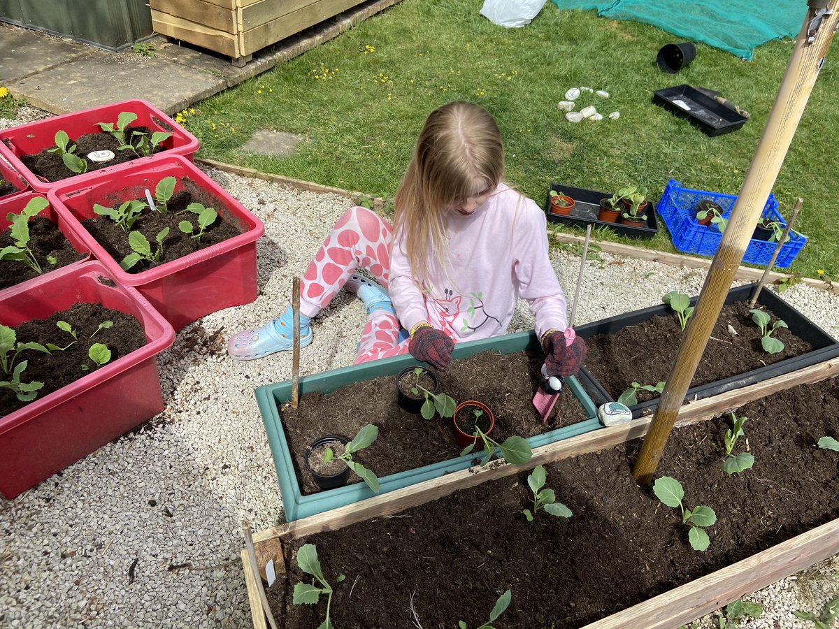 CRhodes0374's tweet photo. Lily planting out into the veggie patch all the vegetables she has grown in the greenhouse #greenfingers #grandadwouldbeproud #notenoughroom https://t.co/3lxRb0Meol