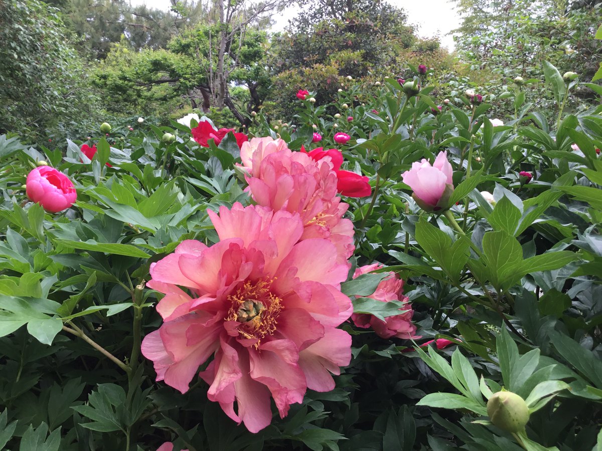 奈良葛城市の石光寺 牡丹と芍薬 Sekkoji Twitter 奈良葛城市の石光寺 牡丹と芍薬 Sekkoji Twitter