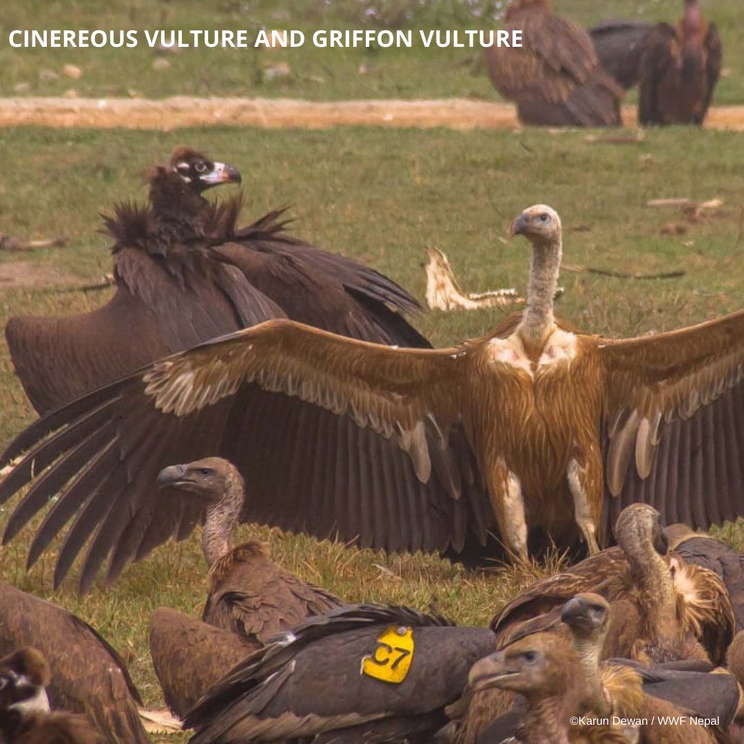 Don’t we all want to spread our wings and fly high #LikeABird? 🕊
Today on #WorldMigratoryBirdDay let us redouble actions ✅ to #RestoreWetlands & conserve nature, vital to reduce threats to migratory birds.
Let the birds continue to #SingFlySoar!