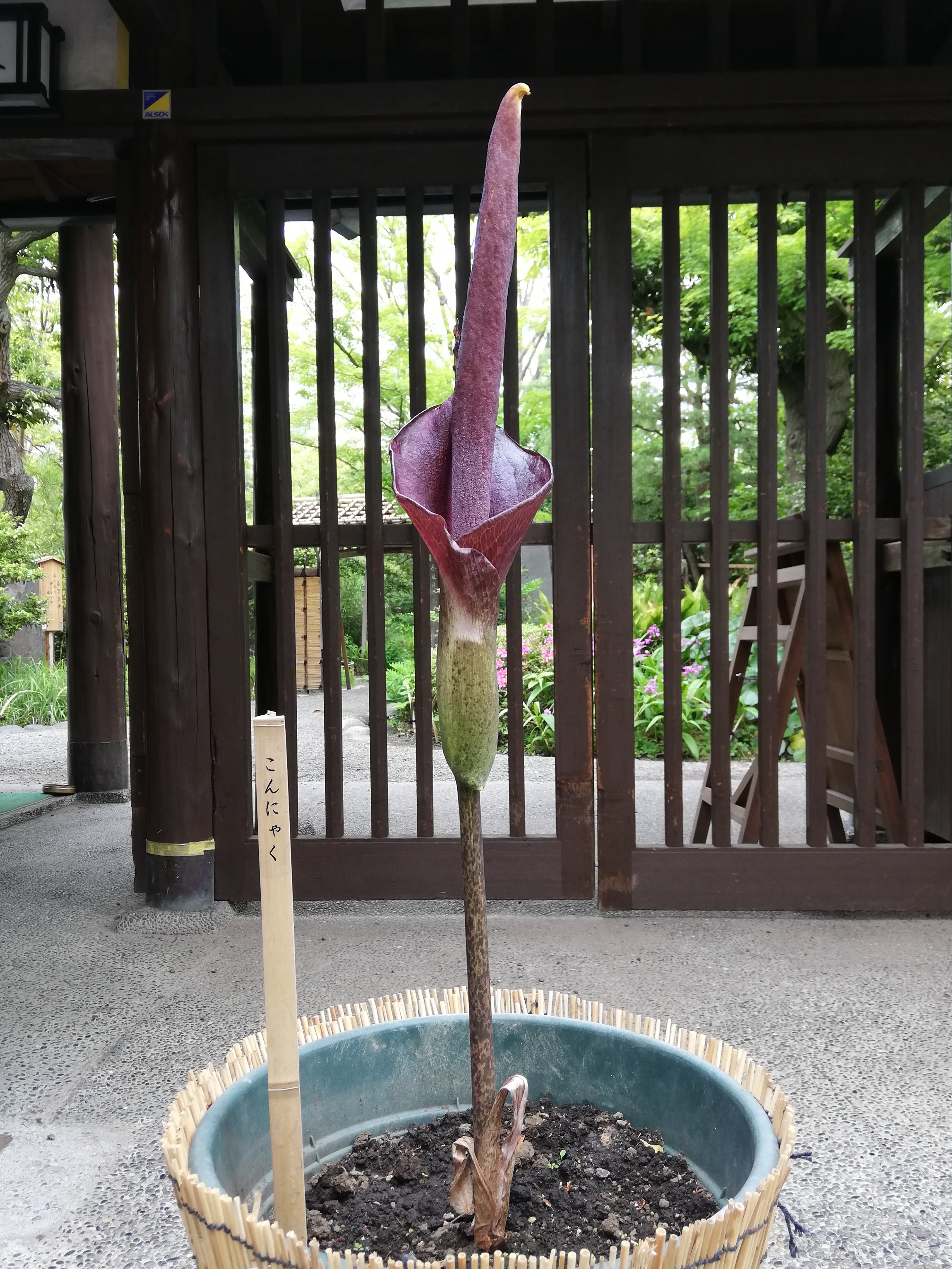 小林謙三 チーム謙三 新型コロナワクチン接種前後 しばらくマスク着用 Mukoujimagarden ショクダイオオ コンニャク インターネットしか見られないが 一昨年行った神代植物公園で見たショクダイオオコンニャクで我慢 T Co Hxjbwe0xly Twitter
