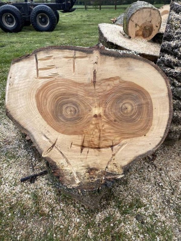 Le mercredi, c'est la battle ! On veut vos meilleurs parcours pour aller d'ABATTAGE D'UN ARBRE à E.T., L'EXTRATERRESTRE !
#Wikiwars