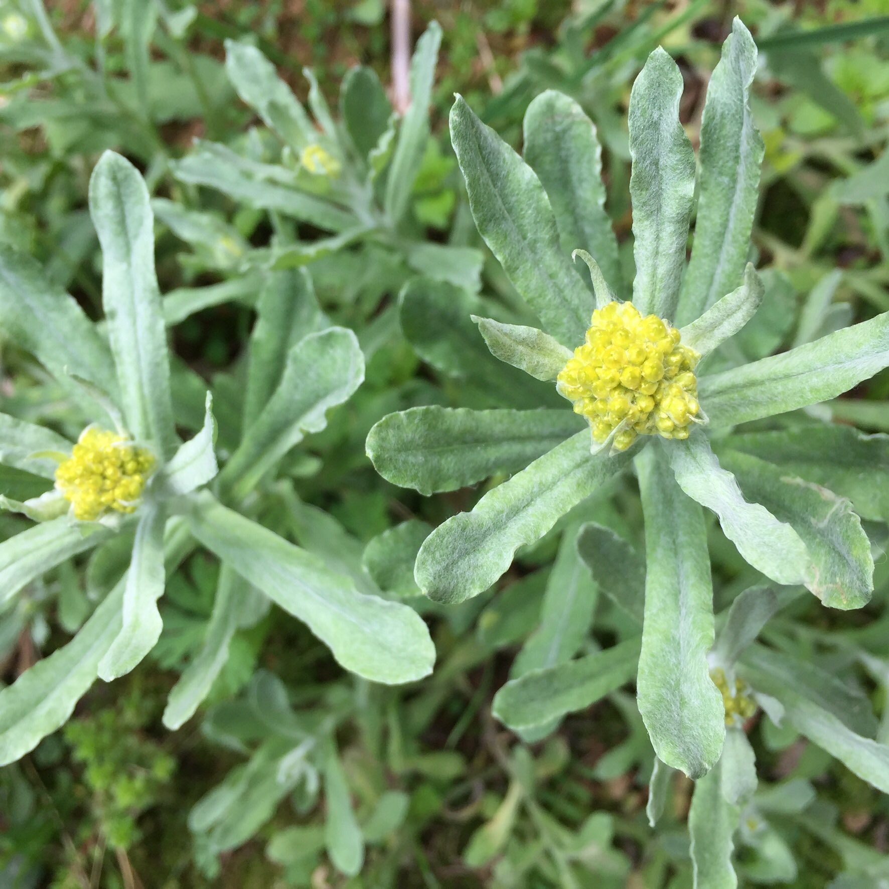 横田 ヨネ 母子草 会いたくても なかなか会えない花 家の庭に生える家なんて そうそうないと思う 春先に をみつけたら 草を引き大事に育てて 母の日 に 種を散らす花 母子草の種 T Co Vqkbay29ks Twitter