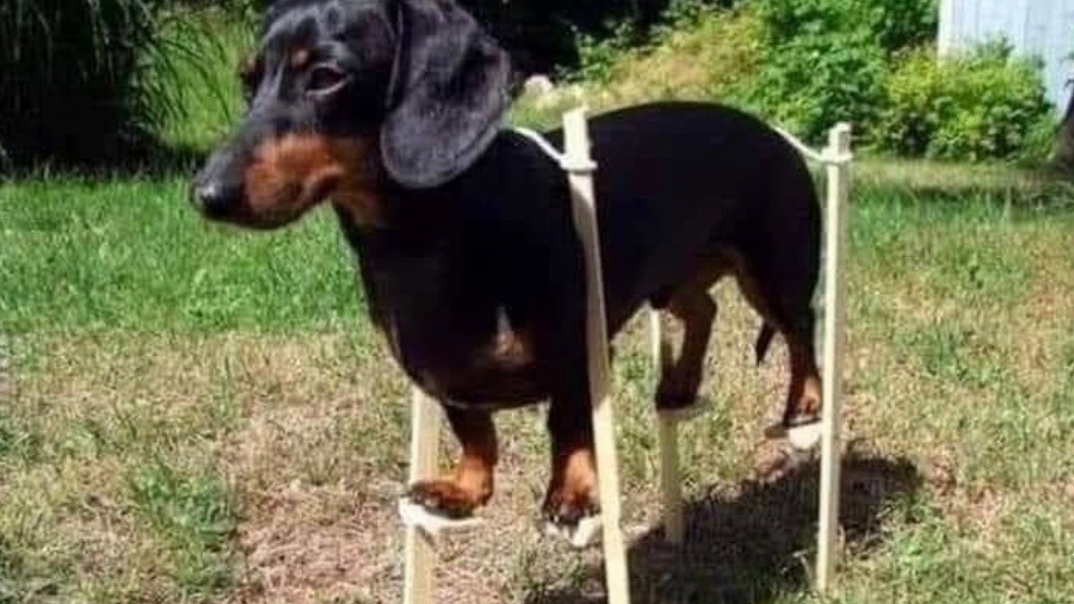 ParisPresb's tweet photo. Saturday Chuckle - On quarantine day 58 I built myself a Doberman 😂#lockdown #forparis https://t.co/wFa921bc7v