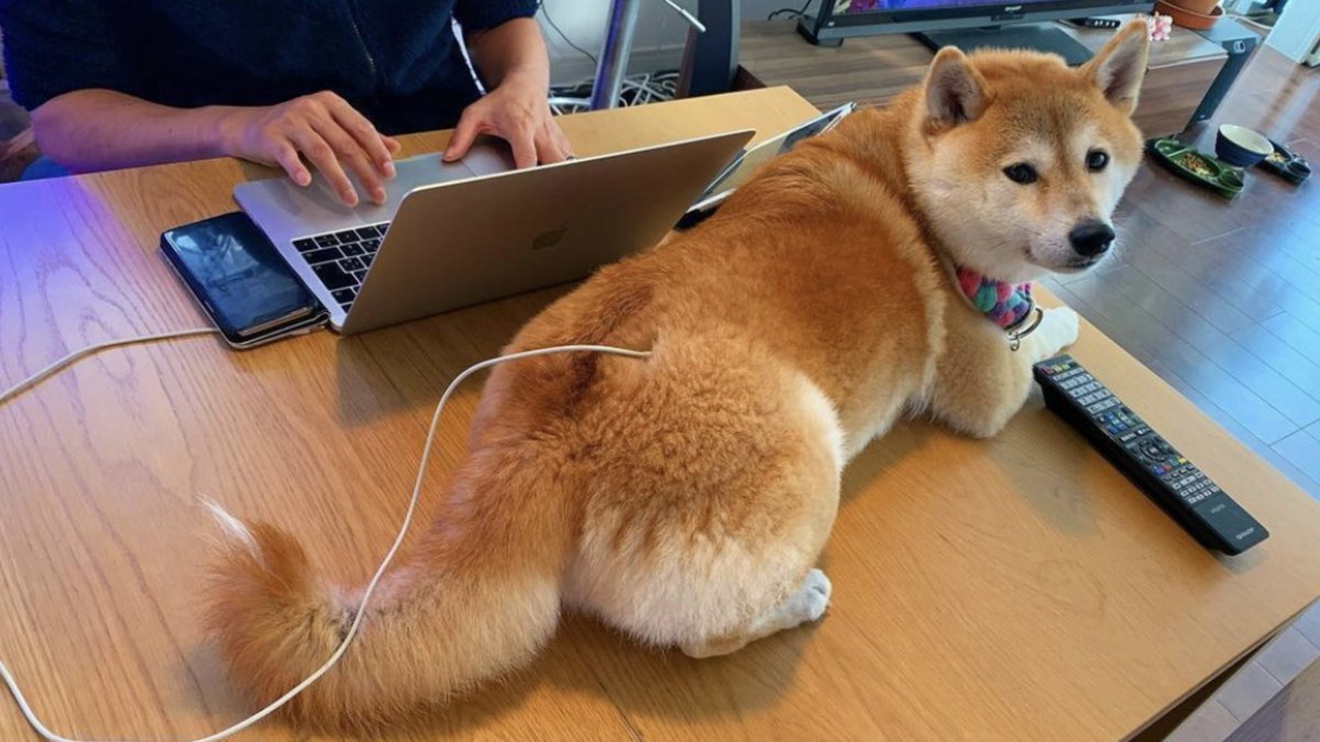 pug_oddie's tweet photo. Is this how you mine Doge?
Asking for a friend. 
#dogecoin #DogeCoinTo1Dollar #dogetothemoon https://t.co/JuI3sY0Tr9