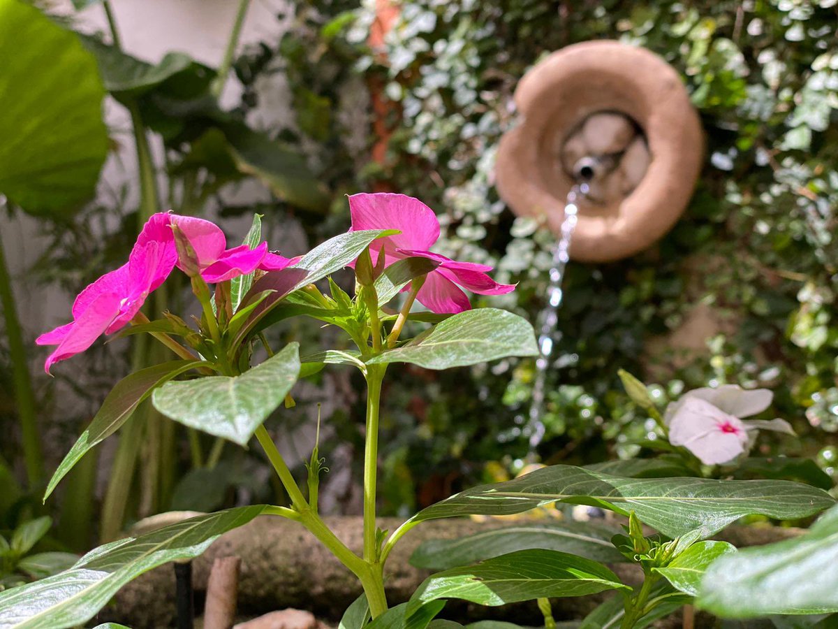 AlbaDoblas's tweet photo. Ayer hizo un magnífico día para visitar patios. Hoy se despierta igual. Reivindiquemos fiesta y un tratamiento digno para los mismos. #100añosPatios #PatiosdeCordoba https://t.co/ep4xp2EC93