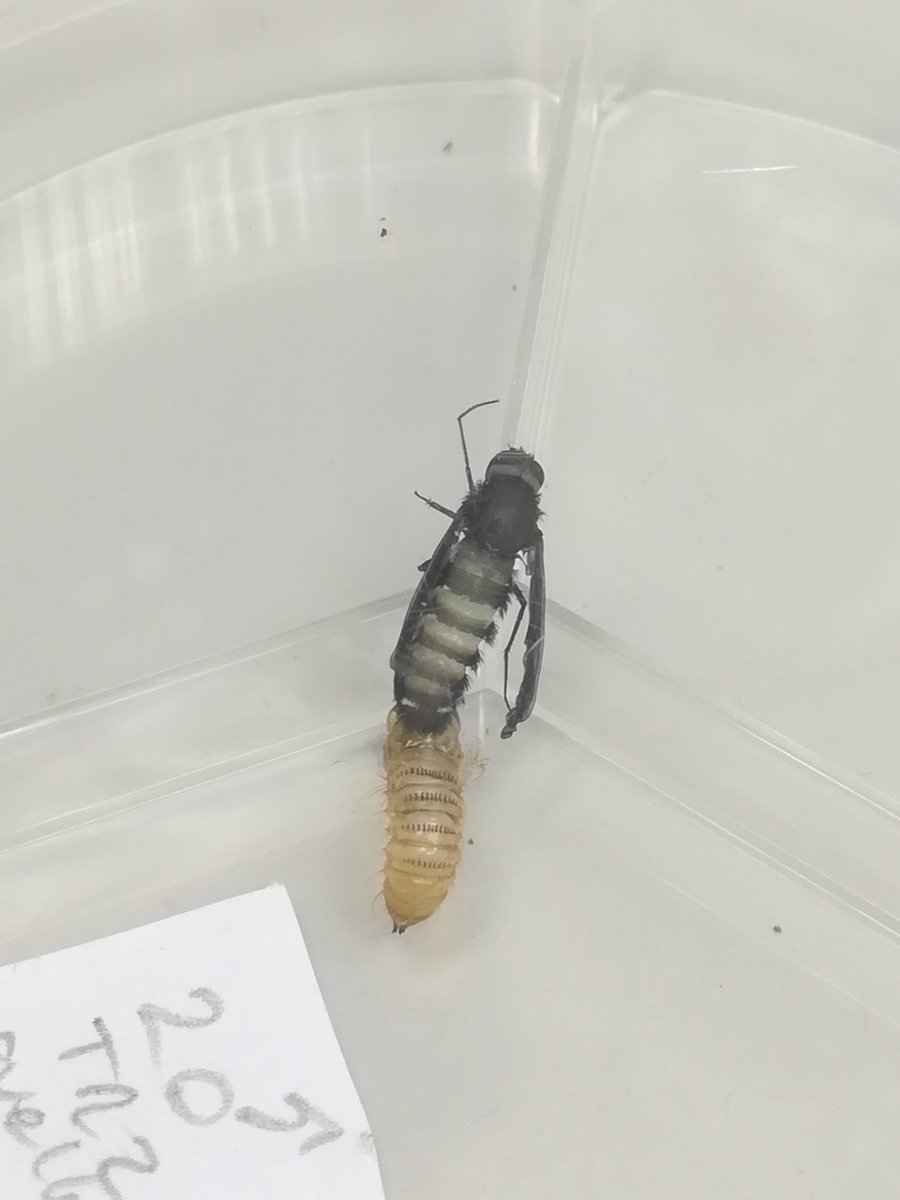 LatorrePineiro's tweet photo. Metamorfosis live de Anthrax anthrax!
#rightplace #righttime
#entomology #entomolovers #EntomoGlobalUIB #womeninscience #WomenInSTEM https://t.co/yLqdwTCmLi
