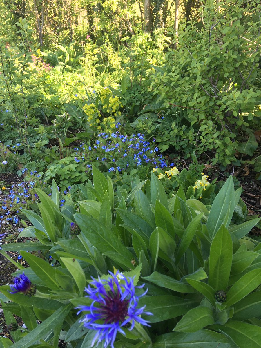 Beautiful spring colour in the #Community #garden
