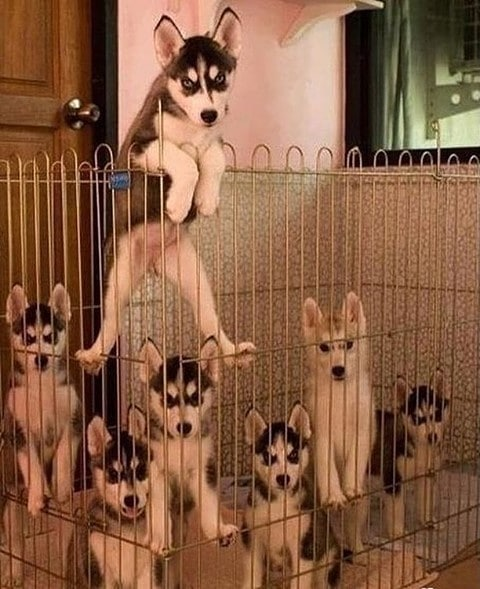 HuskyLoversHub's tweet photo. Spider doggo 😝😏 We all have that one friend ⁠ https://t.co/8xvBdJJEUV