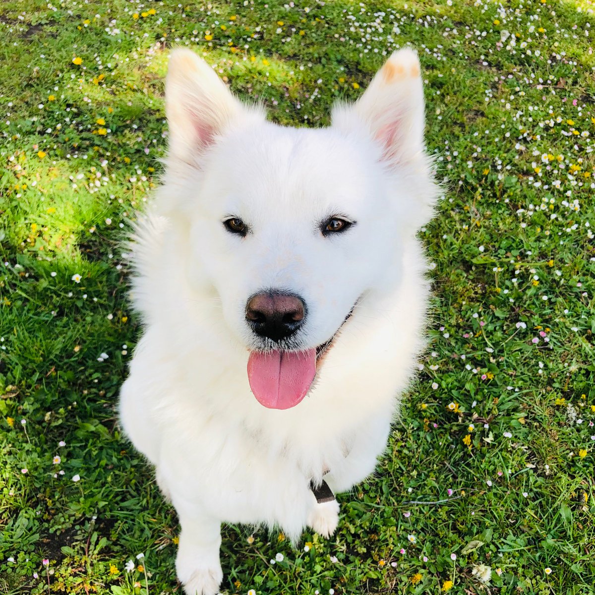 misses_sissy's tweet photo. Misses Sissy is wishing you a nice weekend 💗#samojed #samoyed #dogsofinstagram #dog #samoyedlife #samoyedsofinstagram #samoyedpuppy #samoyedlove #samoyedlovers #samoyeddog #samoyedsmile #puppy #feature #samoyedpage #samoyedclub #dogstagram #dogs https://t.co/ycIuh2u1Ca