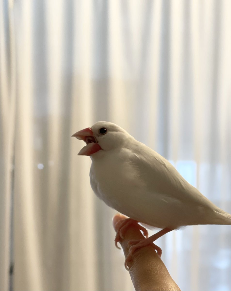 okra_cg's tweet photo. あくびの瞬間撮れた(*´꒳`*)📷
#文鳥 https://t.co/2KaurK8nGy