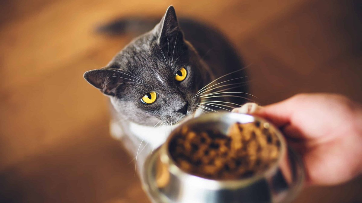 tuCpakoa's tweet photo. ...montré un comportement similaire est, sans surprise, le chat domestique, qui préférait être servi !

https://t.co/O0PqP8Gksc https://t.co/kd47FTyhFM