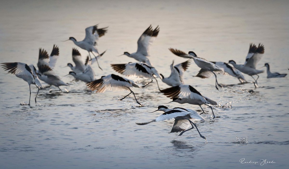 #WorldMigratoryBirdDay 
Birds travel across our human self imposed boundaries and remind us that we are but one world. These guests in the backyard of 1 of the most populated cities in the world #Mumbai 
#thaneflamingosanctuary
#flamingoes #piedavocet #mangroveforest <a href="/AUThackeray/">Aaditya Thackeray</a>