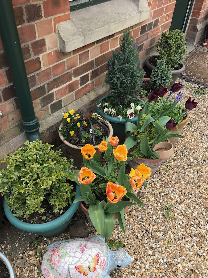 tonylouki's tweet photo. What? Missing the sunshine? Here's yesterday's at #JubileeLodge in #OSGWard's @OsterleyNT. Plenty already taking; great to learn that those tulips were gifted by @taylorsbulbs via my friends at @MPGALondon. The #56thMayor stint is over but I remain firmly supportive of @Our_Barn. https://t.co/p133r0VXEl